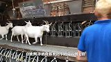 欧洲现代化贵族山羊奶挤奶厂，温和小羊自动排队机器取奶！