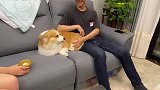 狗子不用抱我，我自己跳过去