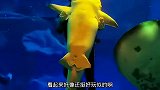 陆龟：谁推我下水的，你给我出来