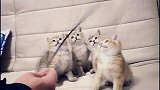 漂亮的小猫咪们可以和我玩上一天