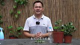 用塑料瓶装满营养土，拿来繁殖玉树，发芽快，不占地方，好管理