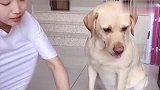 女主开始的动作吓到狗子了，结果东西都不敢吃了