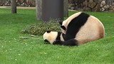 熊猫妈妈：臭小子，快回家去熊猫宝宝：妈妈我还没玩够