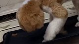 能不能让我好好看个电视……