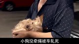 小狗没牵绳被车轧死，狗主人强行讹钱，结局万万没想到