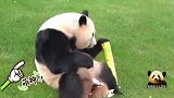 胖乎乎的熊猫桃浜乖乖坐在草地上，两只脚丫来回搓，太喜感了