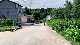 四川方言：小伙骑摩的去赶场，路上逆行被罚款，简直不长记性！