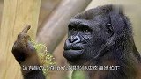 瞧我这暴脾气！大猩猩嫌人群太吵，对动物园游客竖中指