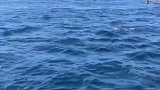 毛里求斯印度洋中的海洋精灵海豚