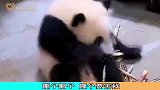 老鼠：第一天上班，请多多“指”教