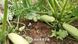 早餐吃鸡蛋的做法，小徐教你特色做法，营养又美味，全家都喜欢