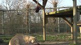 动物园的狮子老虎共进午餐，老虎比狮子更凶猛！