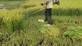 这就是劳动人民的智慧，用打草机收割水稻，这也太方便了！