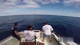 旅游-澳洲180斤大鱼被3渔民钓到 跃上渔船撞倒一人后逃走_clip