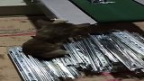 不用电不用气，加班只需一条咸鱼！