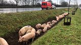 你的“年货”跑了！比利时载177头生猪卡车侧翻 群猪排队逃跑