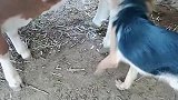 狗子：吃完了没，吃完了我也蹭一口！