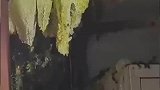 车库内出现大型蜜蜂窝