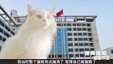 每周喵闻：猫界离婚率直线上升为哪般？听听喵众的声音