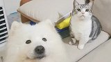 猫狗双全小日子一样可以过得很舒坦！