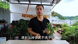 夏天养石斛兰，半死不活还干枯？赶紧把底下的“累赘”剪掉