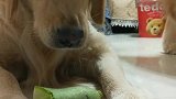 今天吃素？气死本汪了！
