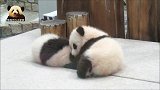 熊猫宝宝把小姐妹当成毛绒玩具，两个小不点儿萌的一塌糊涂