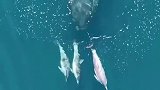 海豚为巨鲸引航！