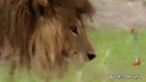 狮王遭到两头入侵雄狮攻击，自己的孩子全部被杀害！