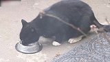 院子里吃饭的小猫咪啊，真是太可爱了吧，想养啊！