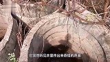 4口废弃枯井发出怪响，村民抽干水后，眼前出现的东西不敢相信！