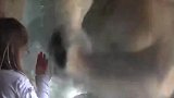 这是我的梦中情猫