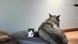 哈士奇罕见化身暖男，自己的狗窝被猫咪占了，二哈的举动很暖心