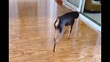 鹿犬我要装着很忙没听到的样子