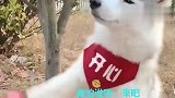 主人看二哈在练拳，一旁的金毛暗中观察是在干嘛呢