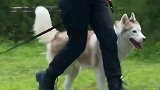 5天把哈士奇训练成警犬 转存“奇迹”