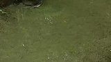 这大概就是快快乐乐，无忧无虑的生活吧