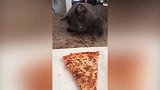 猫咪想要吃披萨，一直被主人阻拦，样子简直太滑稽了！