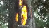 美国发现奇特魔鬼树，火在树干内部燃烧，枝干却完好无损