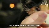 小姑娘踢狗狗后，会有什么反应？看完忍住别笑