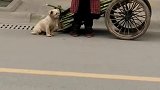 狗子：家里甘蔗熟了，陪我奶奶来卖甘蔗！