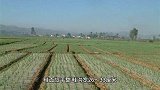 白芷种植方法看这里