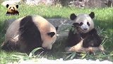 美貌无敌的熊猫宝宝们坐在草地上，优哉游哉，好惬意