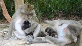 两只猴子是堂兄弟吧！他们的母亲喜欢在一起！