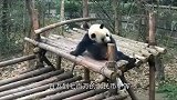揭秘外国租借中国大熊猫一年花费多少租金，说出来大家都不相信