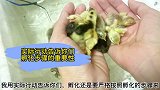 用实际行动告诉你们孵化步骤的重要性！