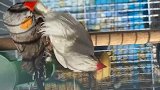 小灰大白洗澡记——下
