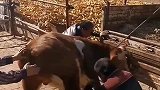 这牛脾气真大，一脚踢飞大爷