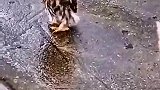 猫和猫头鹰见了一面都懵了
