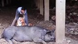 假老虎放在猪面前，猪会是什么反应？男子亲自试验